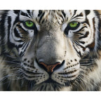 Der Blick des Tigers - Diamond Painting