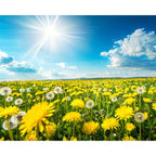 Sonnenblumenhorizont - Diamond Painting