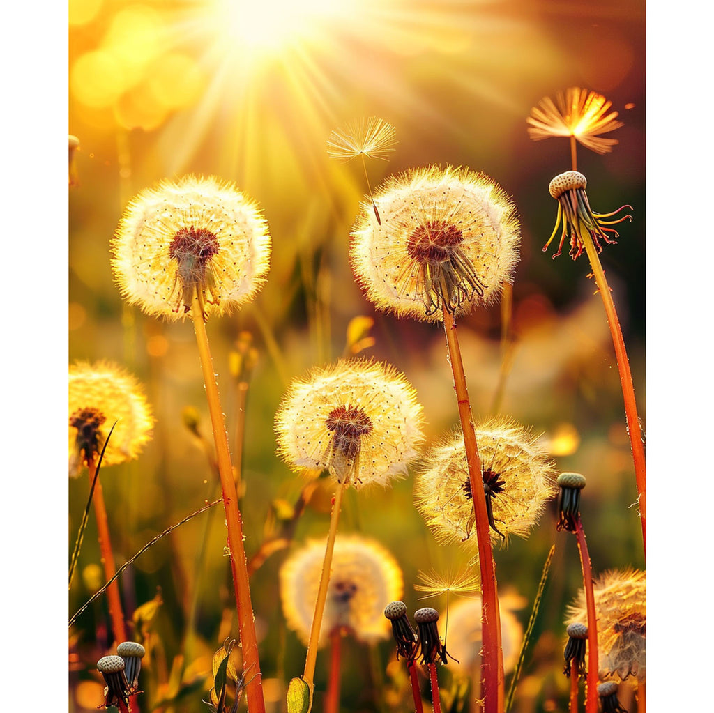 Sonnengeküsste Pusteblumen - Diamond Painting