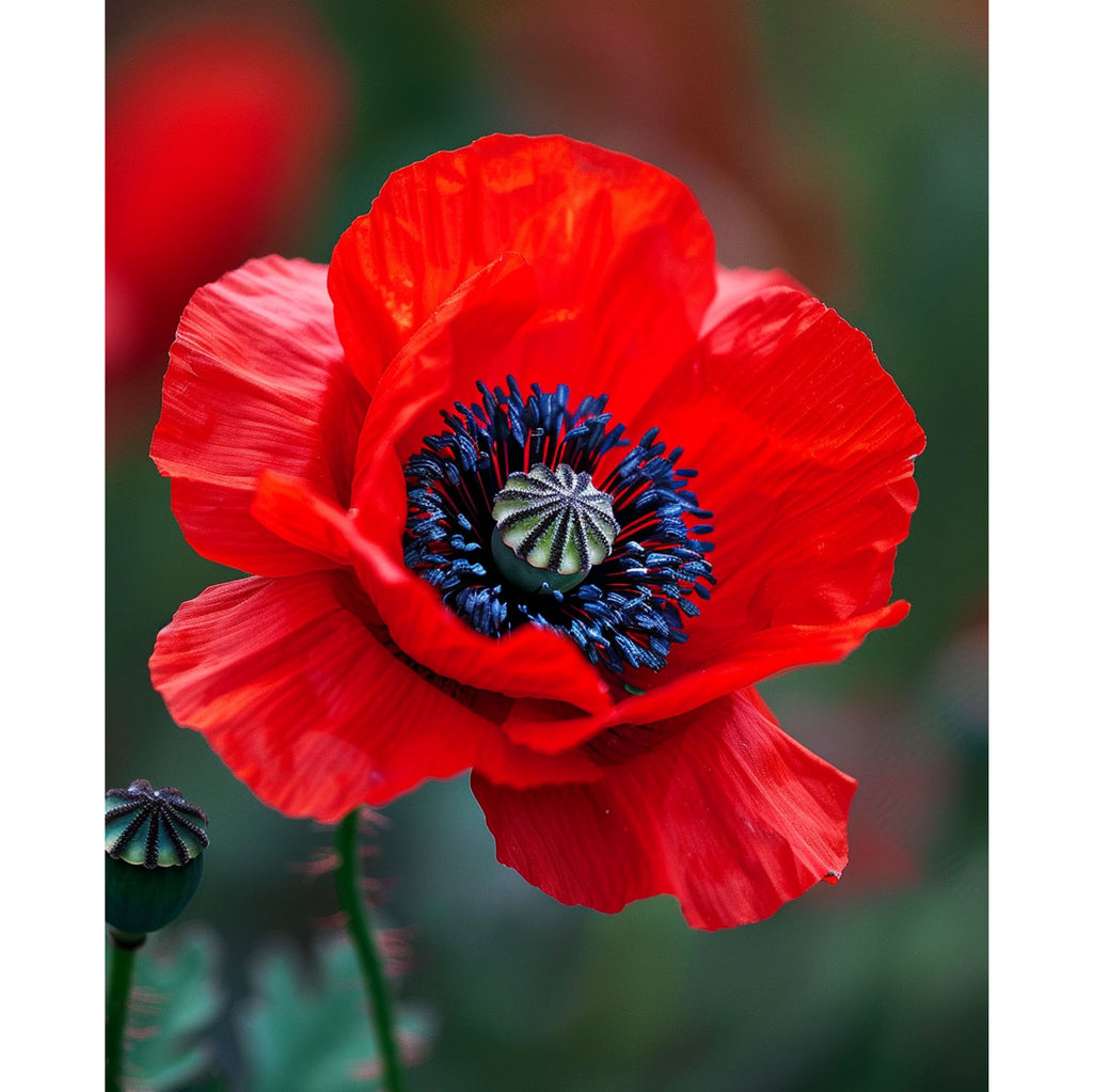 Zarte Mohnschönheit - Diamond Painting